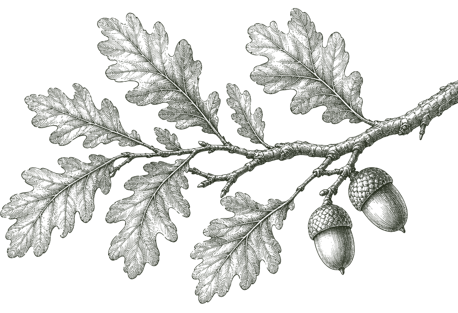 Engraving of an oak branch with two acorns